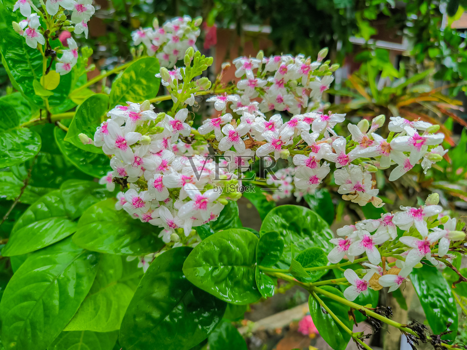 粉红色的花照片摄影图片