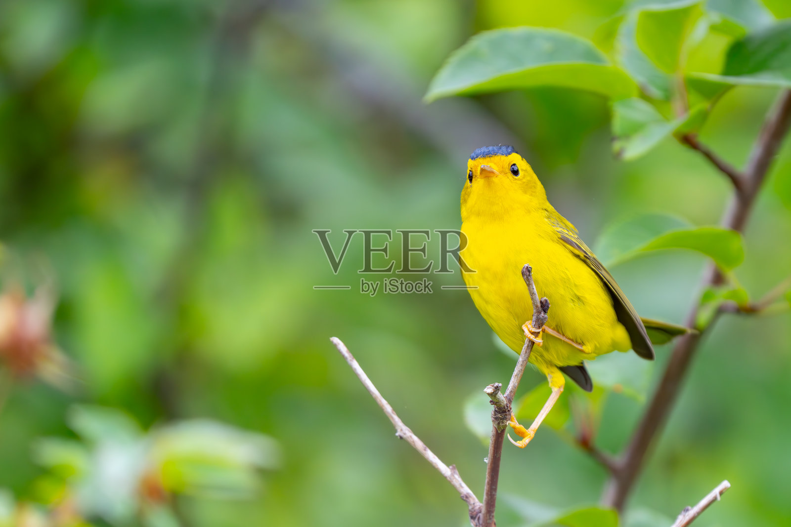 林莺害羞地从树枝后面偷看照片摄影图片