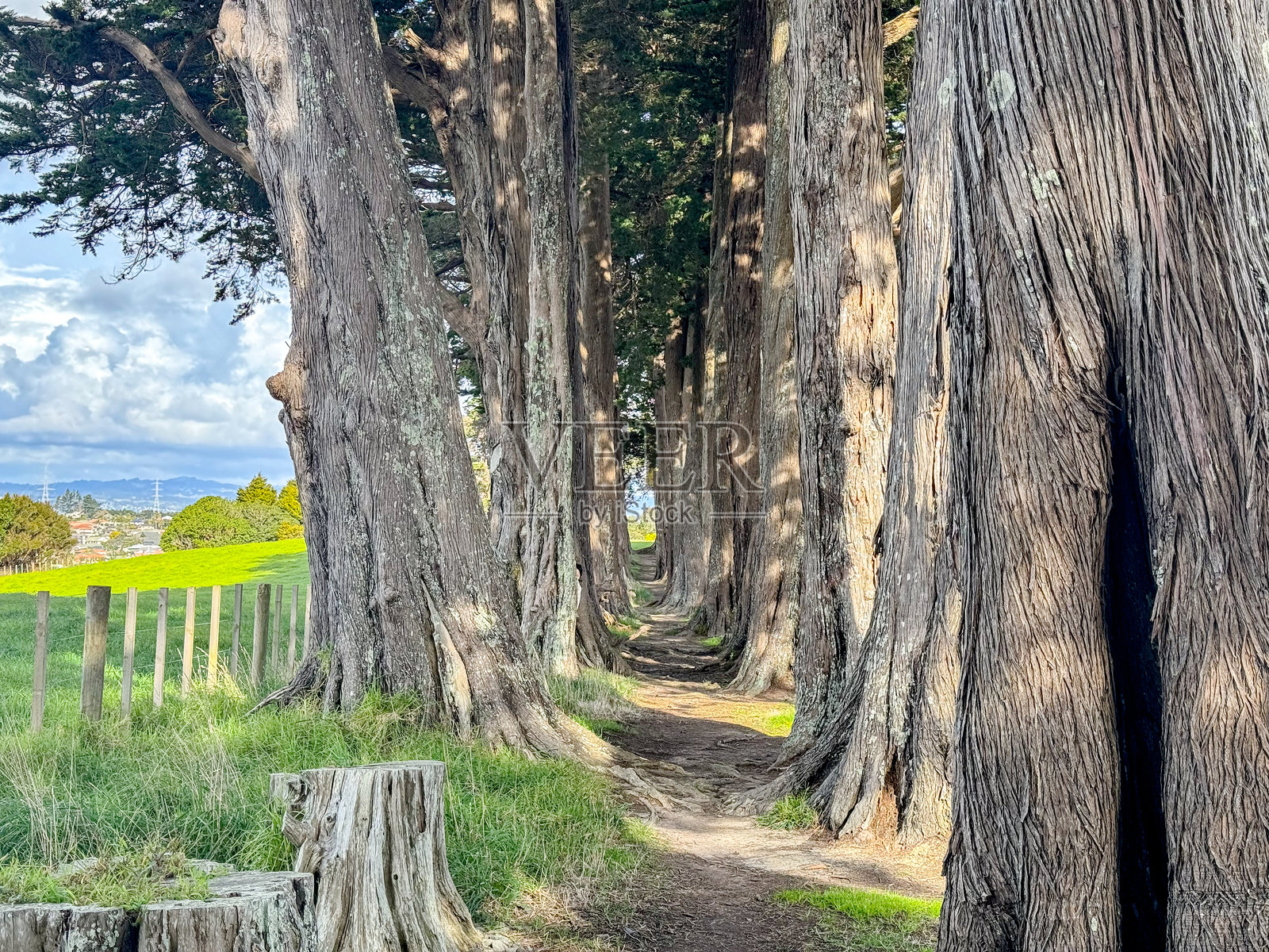 冬日阳光明媚的一天,一位亚洲女士在新西兰的树林中散步照片摄影图片