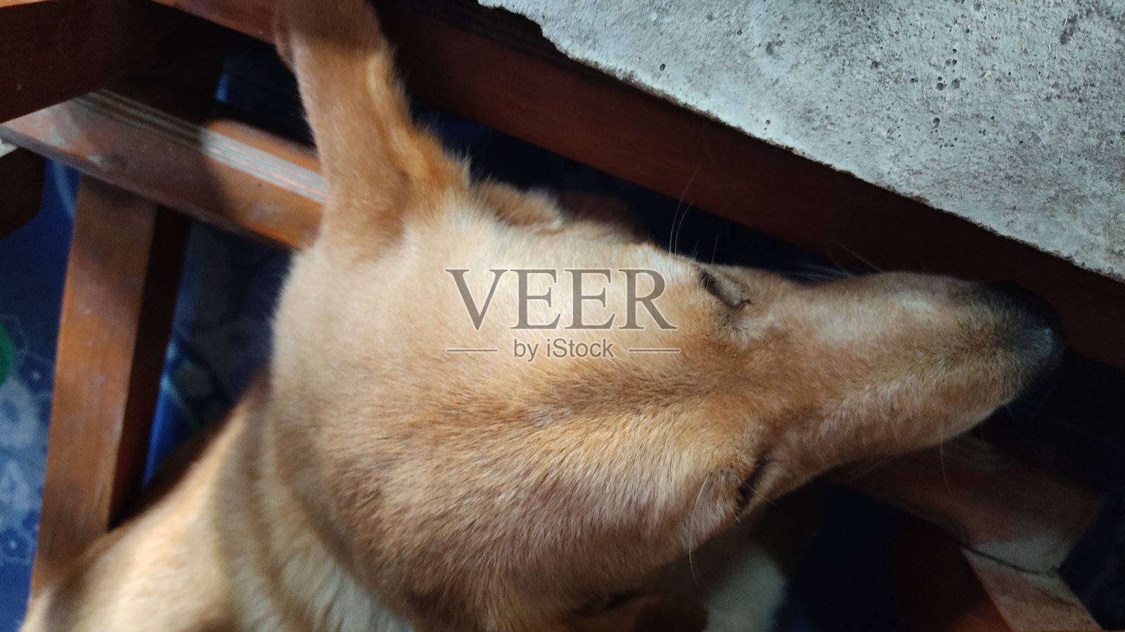 公园里的狗照片摄影图片