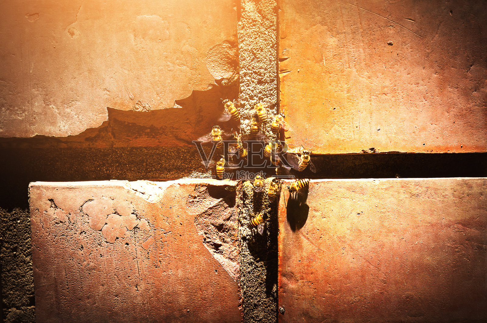 蜜蜂在砖墙的洞里筑巢。天然蜜蜂,野生动物。野蜜蜂酿的蜜。照片摄影图片