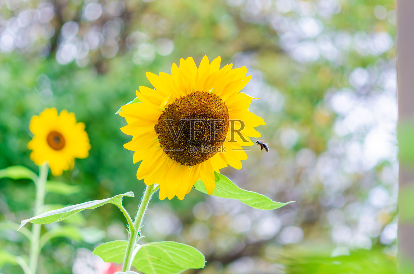 向日葵和蜜蜂和谐相处照片摄影图片