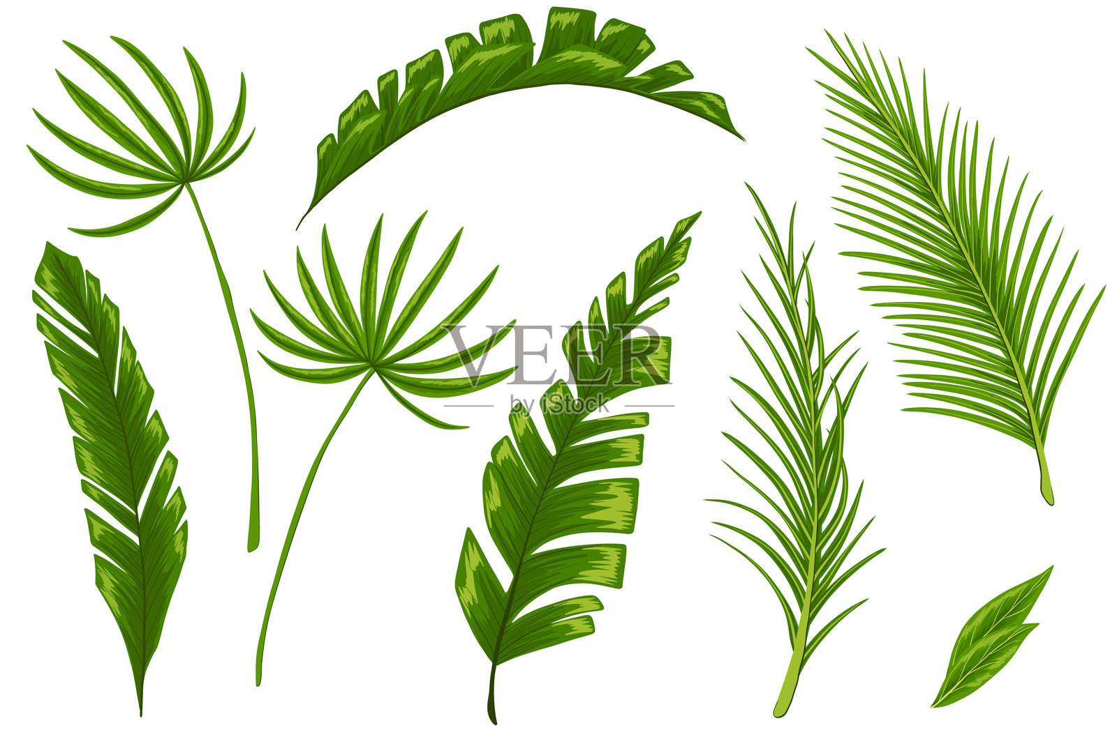 矢量集热带棕榈叶。芭蕉叶,椰叶,翠绿的异域树枝插画图片素材