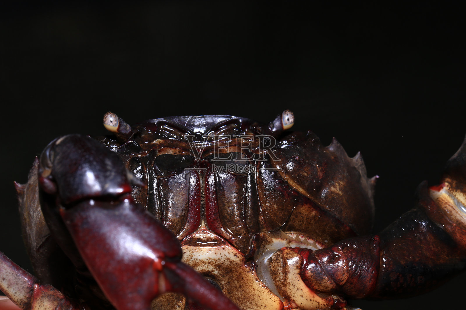 地上的红岩蟹,一只蟹的特写照片摄影图片