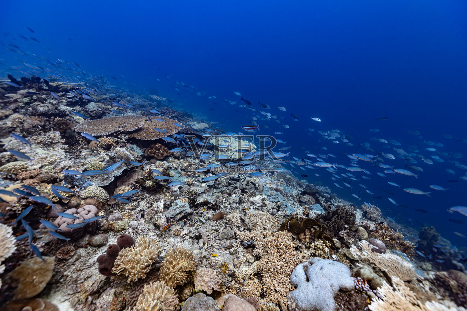 大型鱼群和完美的珊瑚花园在Amet礁,努沙劳,印度尼西亚照片摄影图片