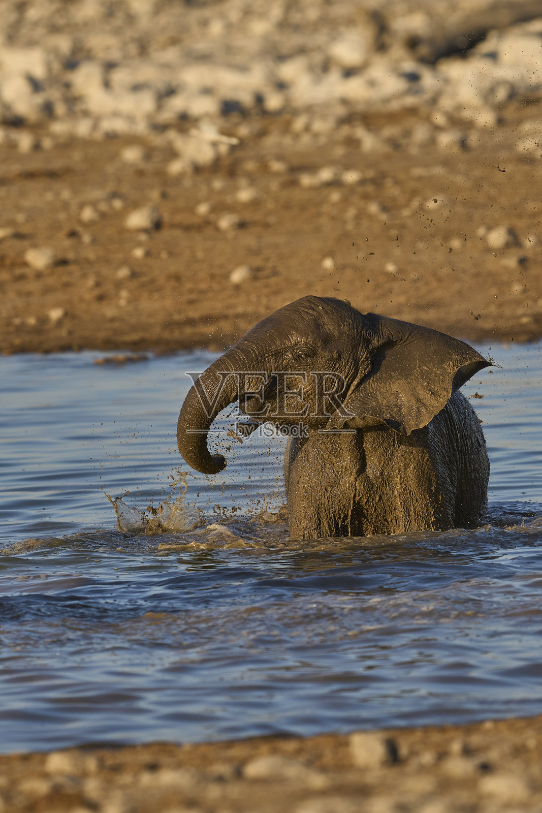 小象在水里玩耍照片摄影图片