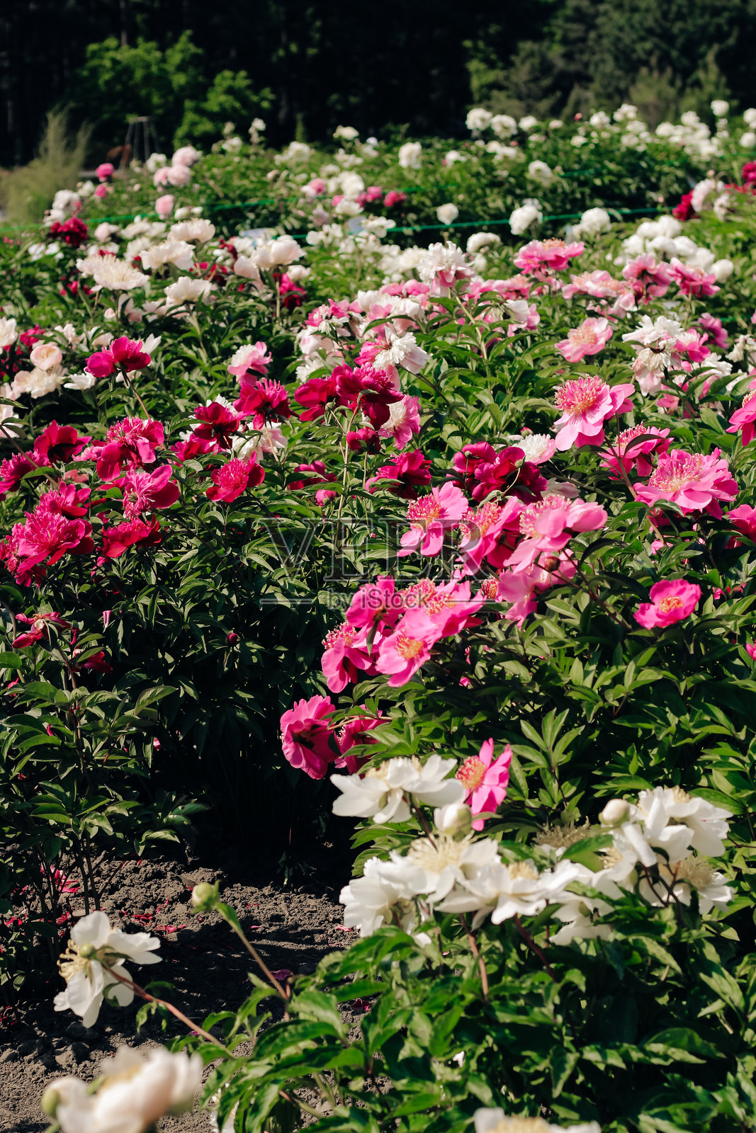 花园中的粉色牡丹特写照片摄影图片