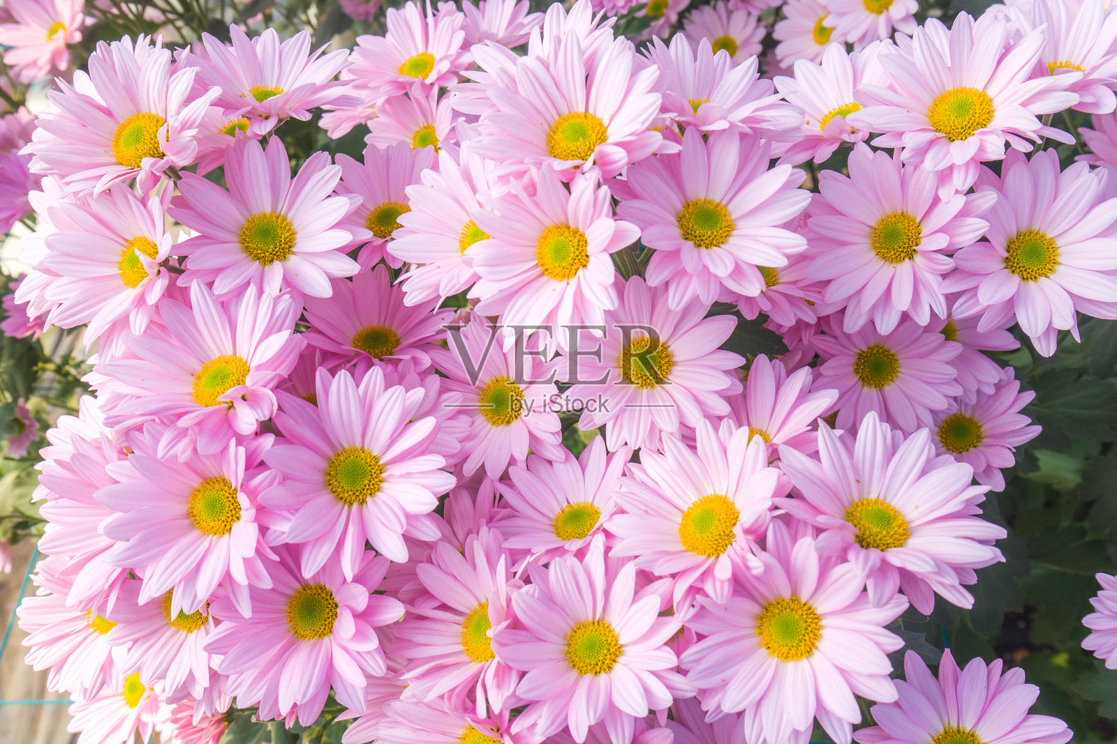 粉红色开花植物的高角度视图照片摄影图片