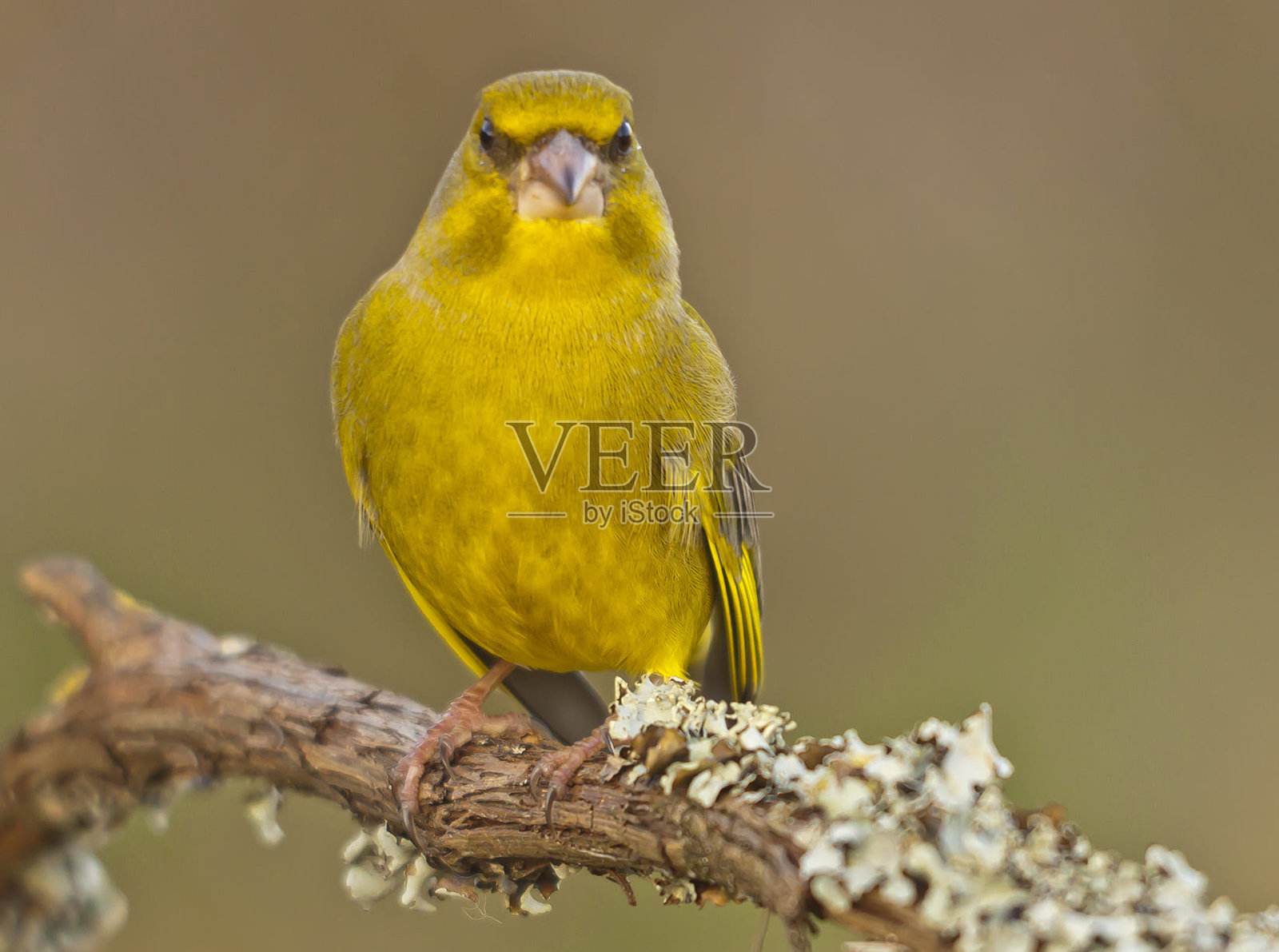 美丽的葡萄牙野生动物图片照片摄影图片