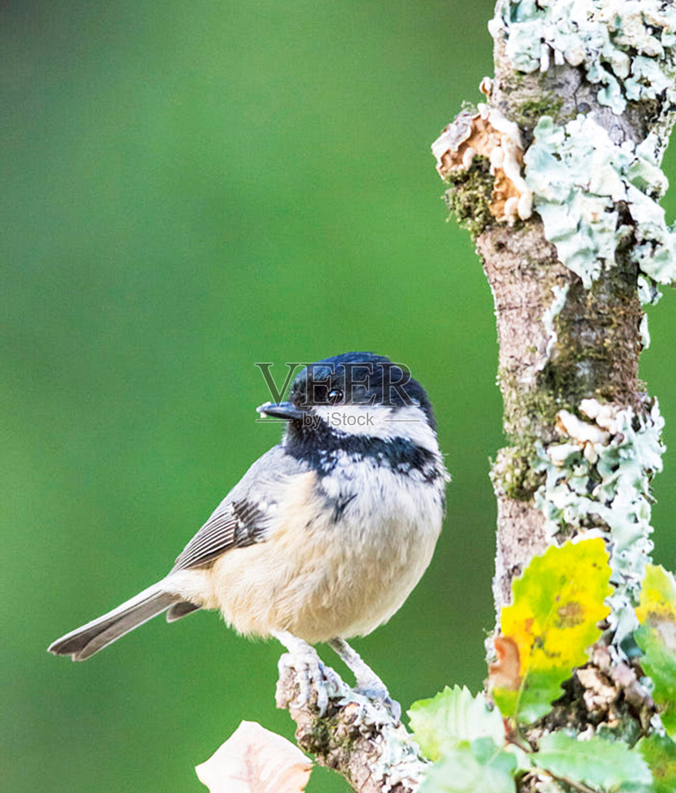 创意葡萄牙野生动物图片照片摄影图片