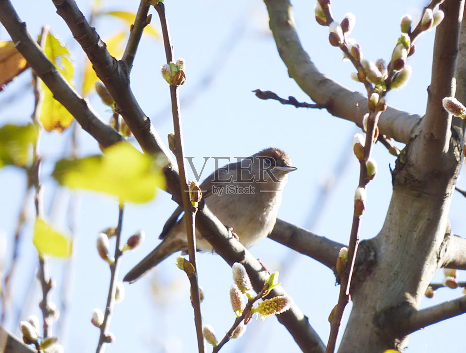 美丽的葡萄牙野生动物图片照片摄影图片