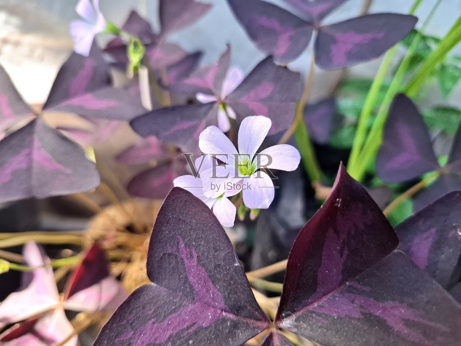 蝴蝶花(Oxalis triangularis)是一种来自于Oxalis属的观赏植物。照片摄影图片
