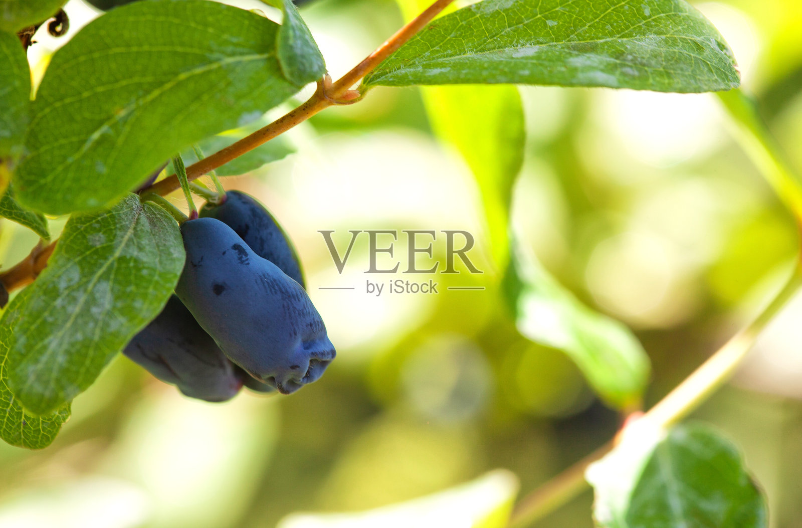 金银花:灌木树枝上可食用的金银花的成熟果实在花园里种植金银花果树。照片摄影图片