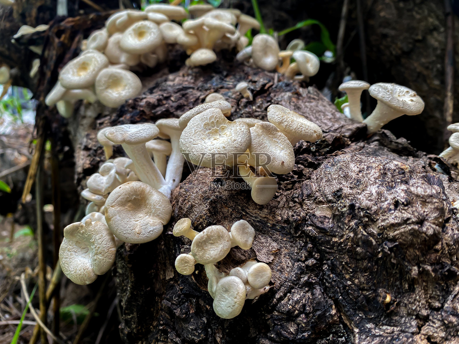 在老木器里用香菇做食物,用香菇芽的概念自然。照片摄影图片