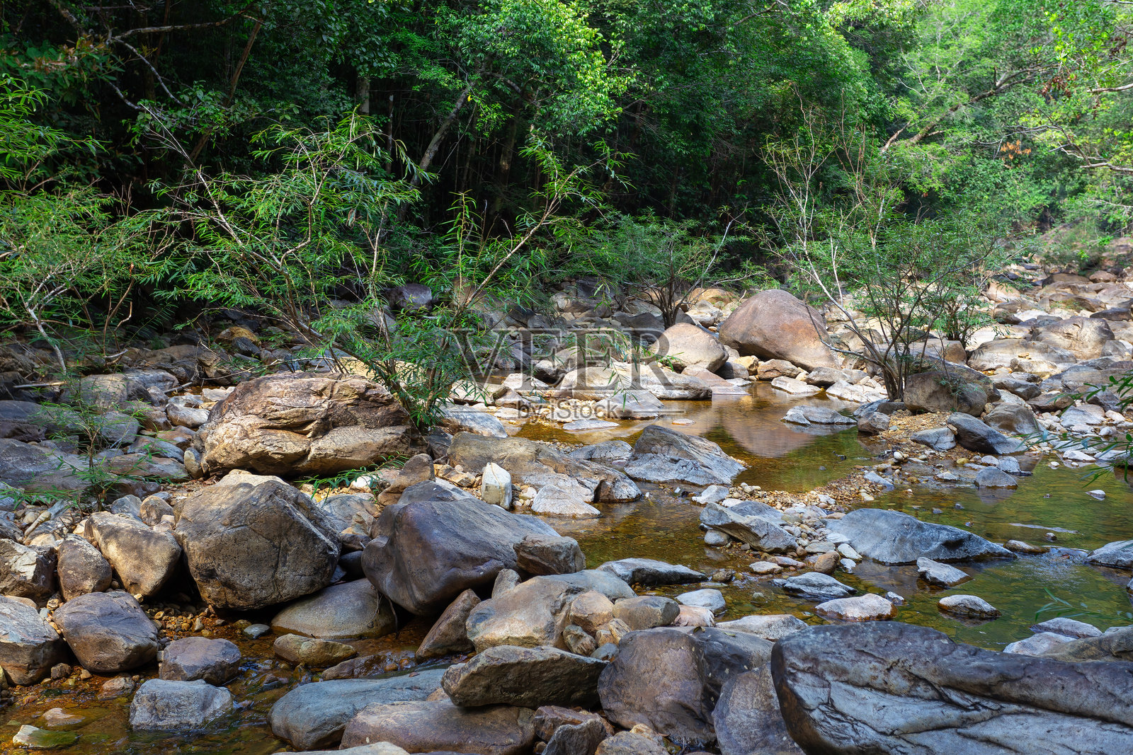 产于东南亚的热带丛林照片摄影图片