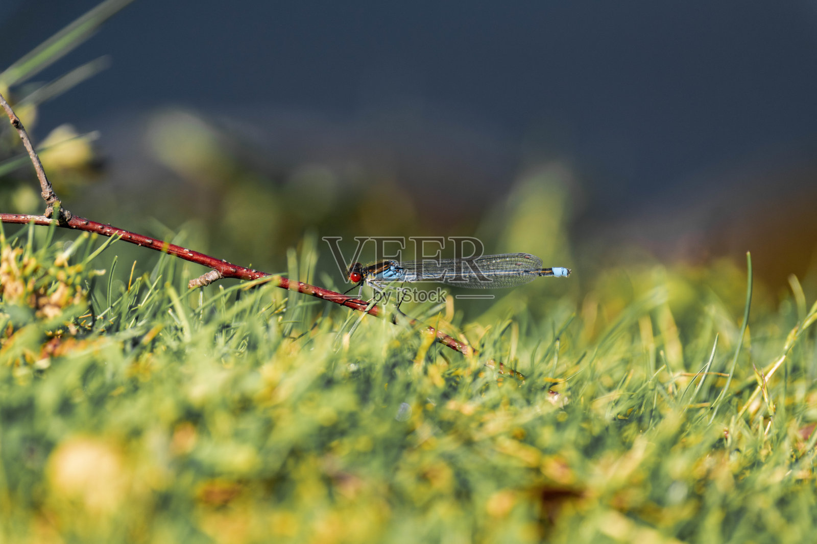 红眼豆娘(红眼豆娘)照片摄影图片