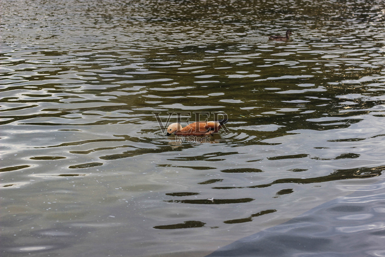 在一个阳光明媚的下午,一只棕色的鸭子在树木环绕的平静的湖中平静地游泳照片摄影图片