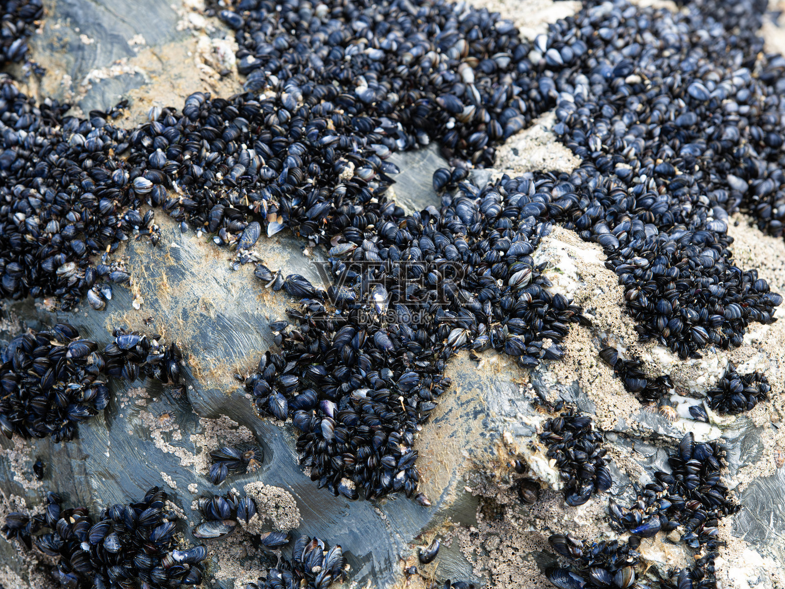 贻贝照片摄影图片