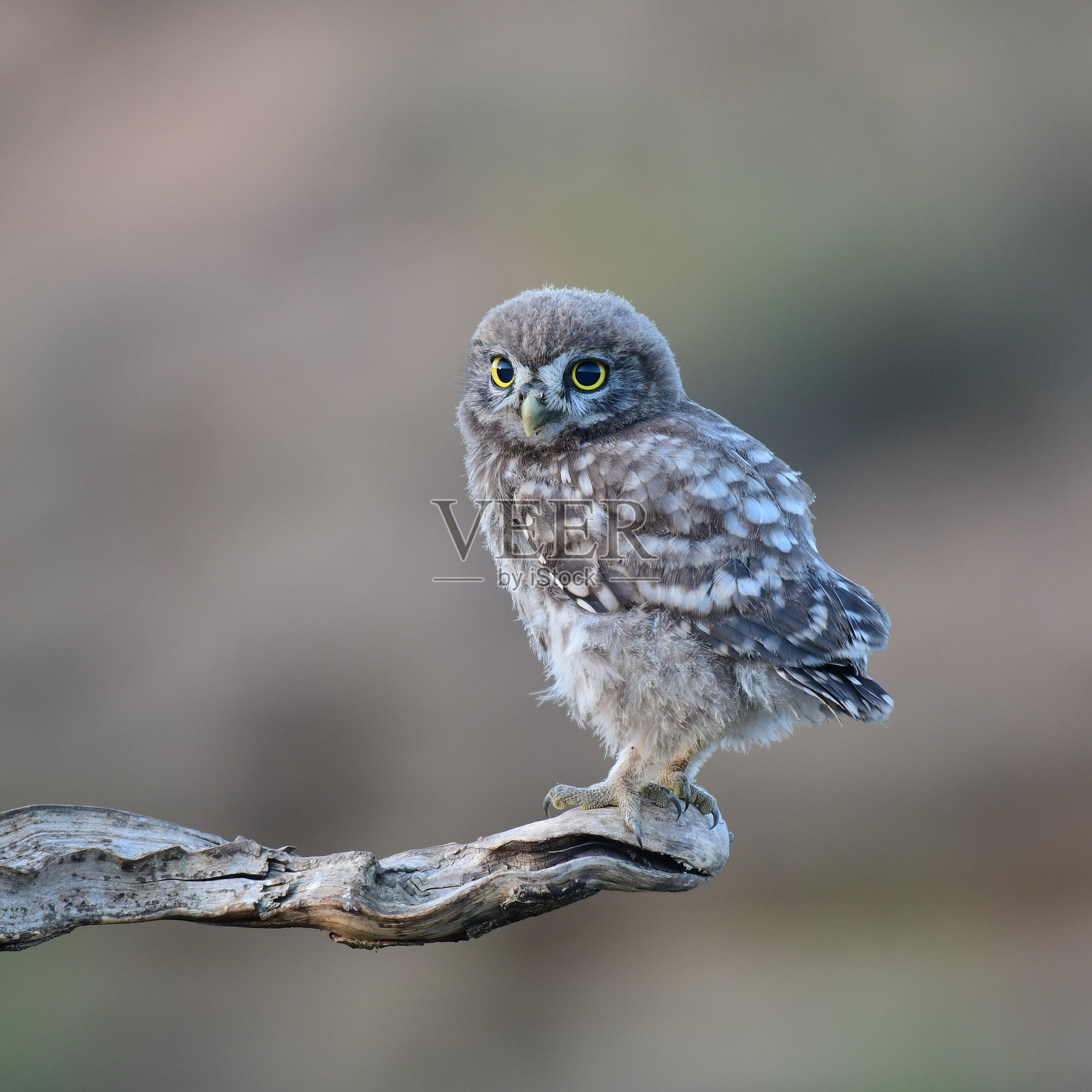 小猫头鹰在自然栖息地。雅典娜夜蛾属照片摄影图片