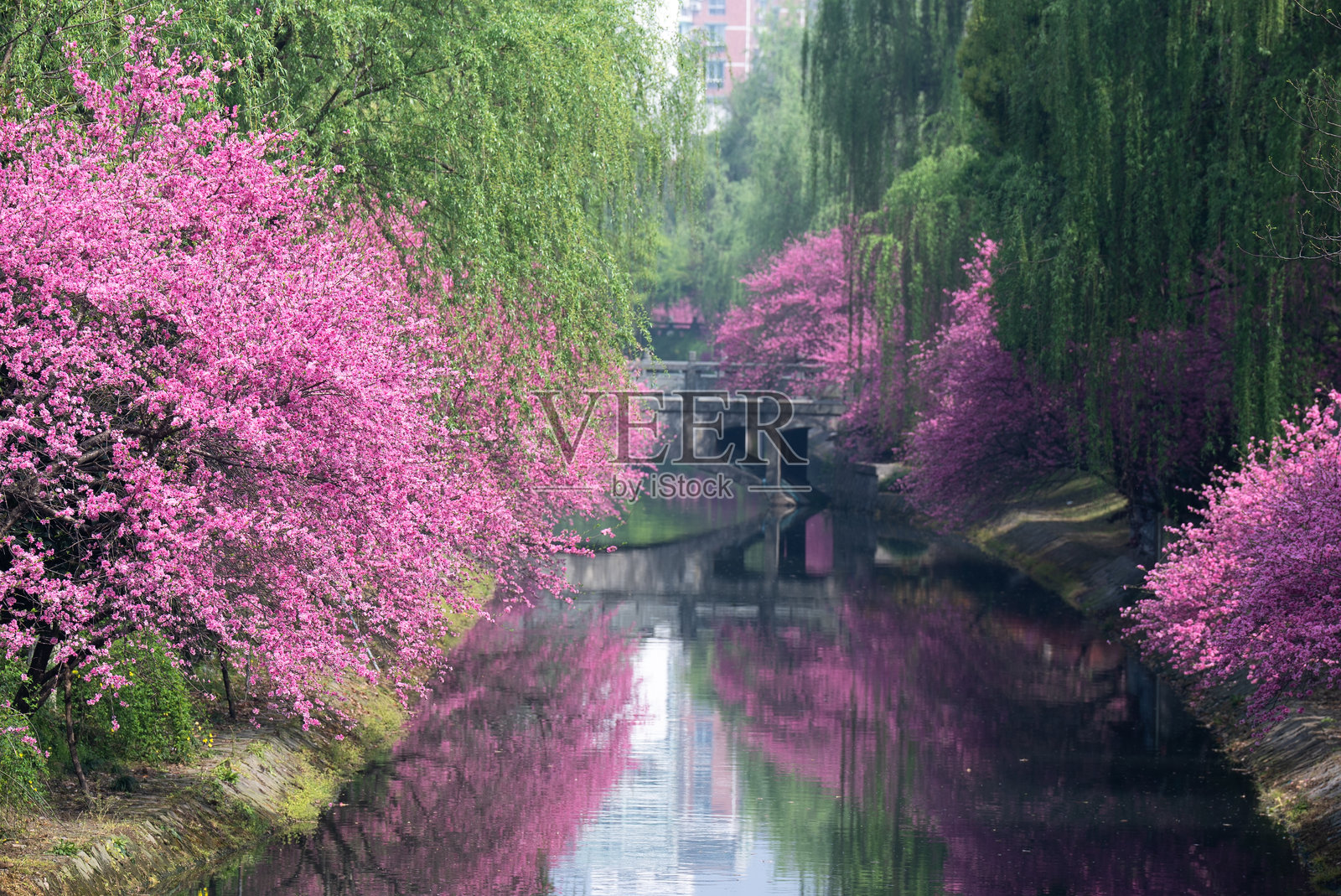 春天河边盛开的粉色桃花照片摄影图片