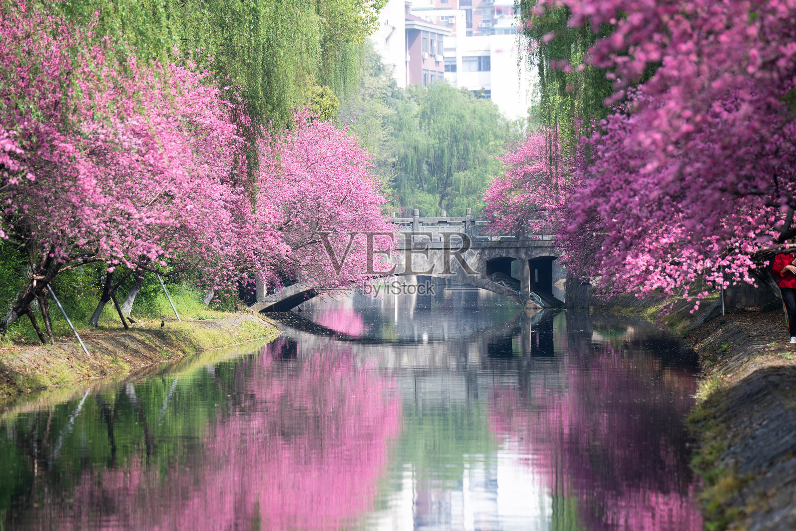 春天河边盛开的粉色桃花照片摄影图片