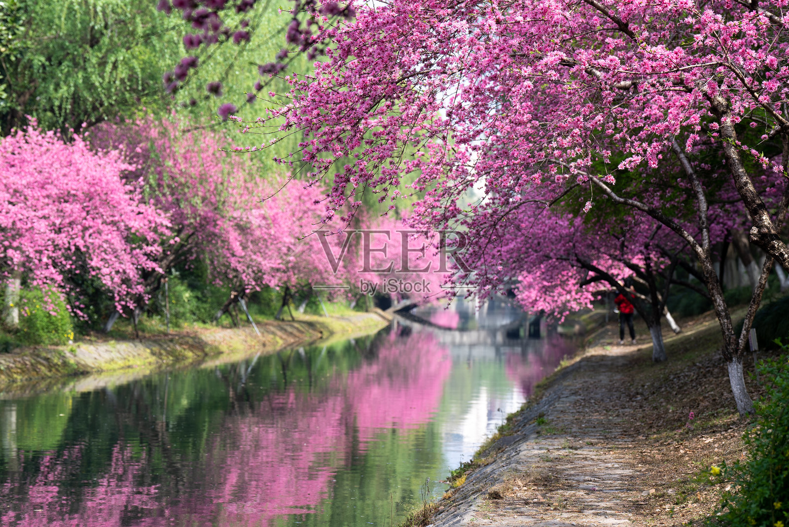 春天河边盛开的粉色桃花照片摄影图片