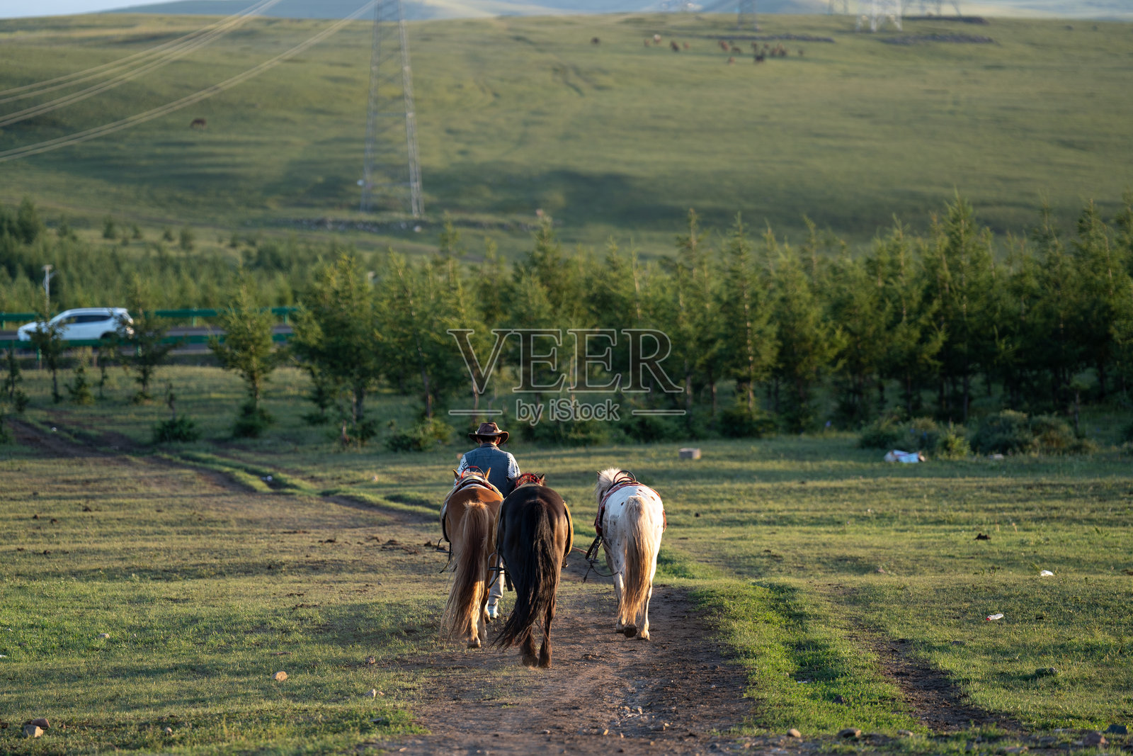 草原上的马照片摄影图片