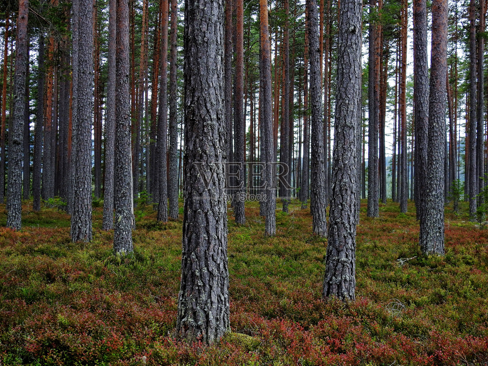 森林中的松树照片摄影图片