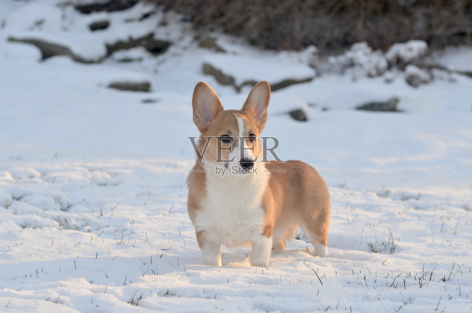 在黄金时段,一只棕白色的彭布罗克威尔士柯基小狗站在雪地里眺望远方照片摄影图片