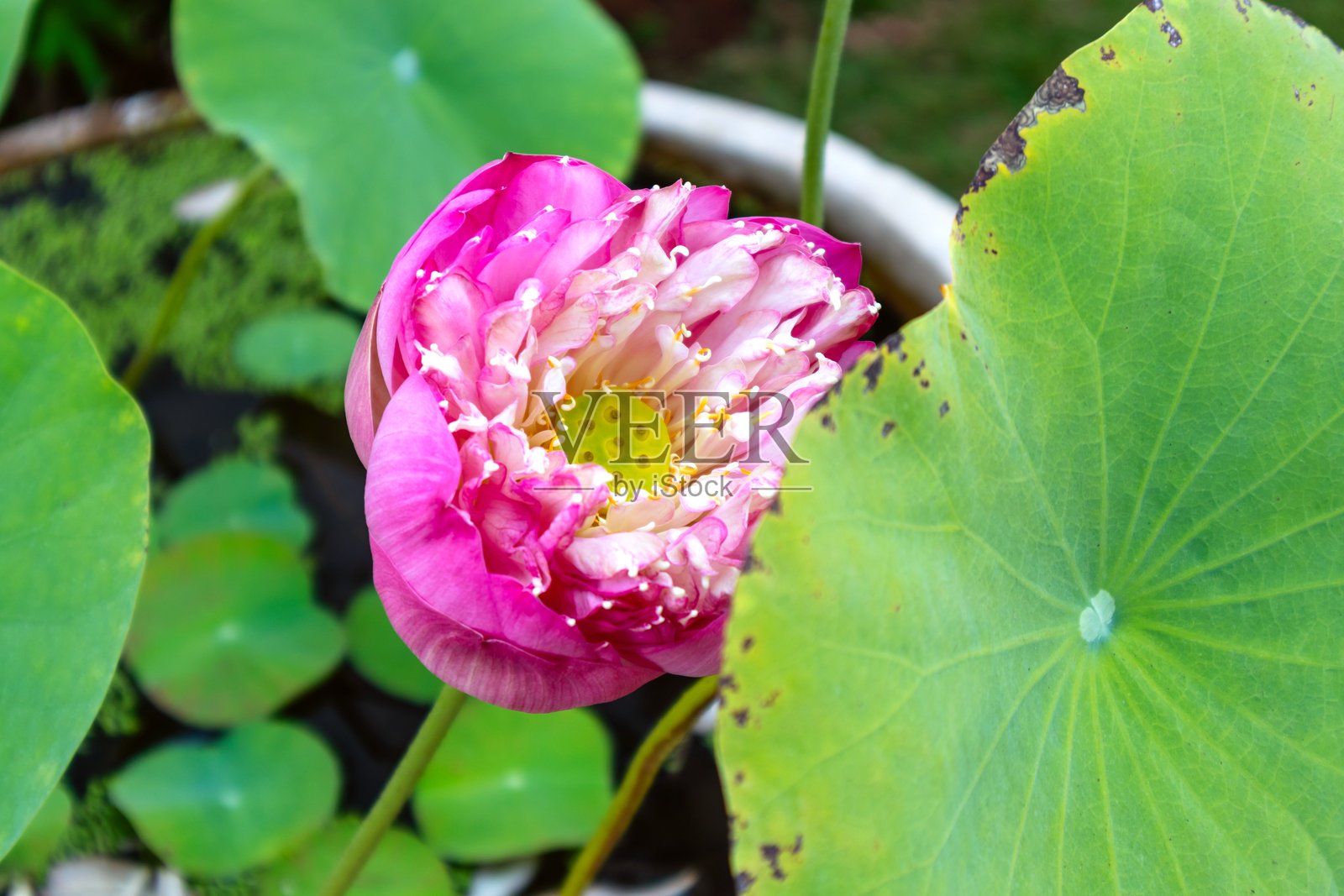 一朵半开的粉色莲花,生长在花盆里照片摄影图片