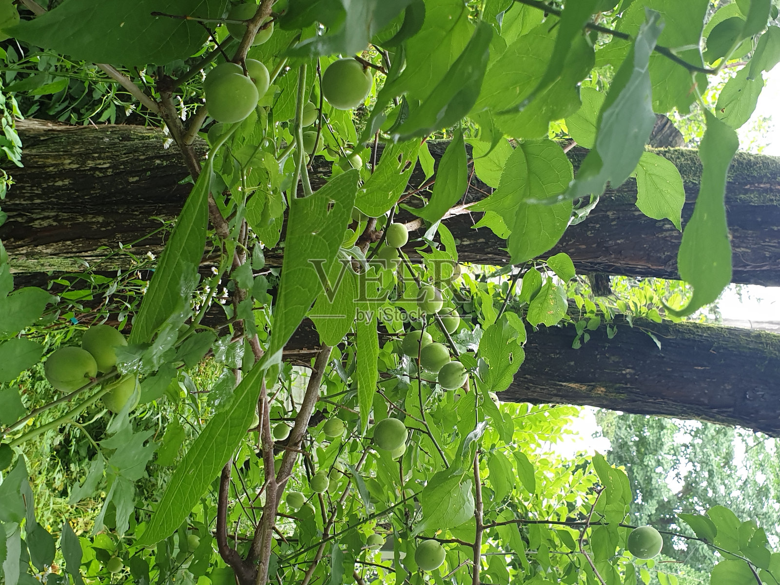 绿色的李子照片摄影图片