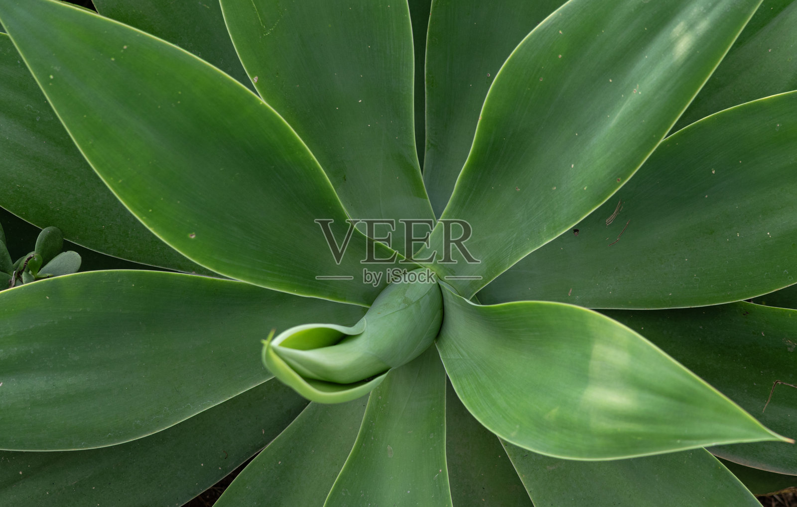 龙舌兰照片摄影图片