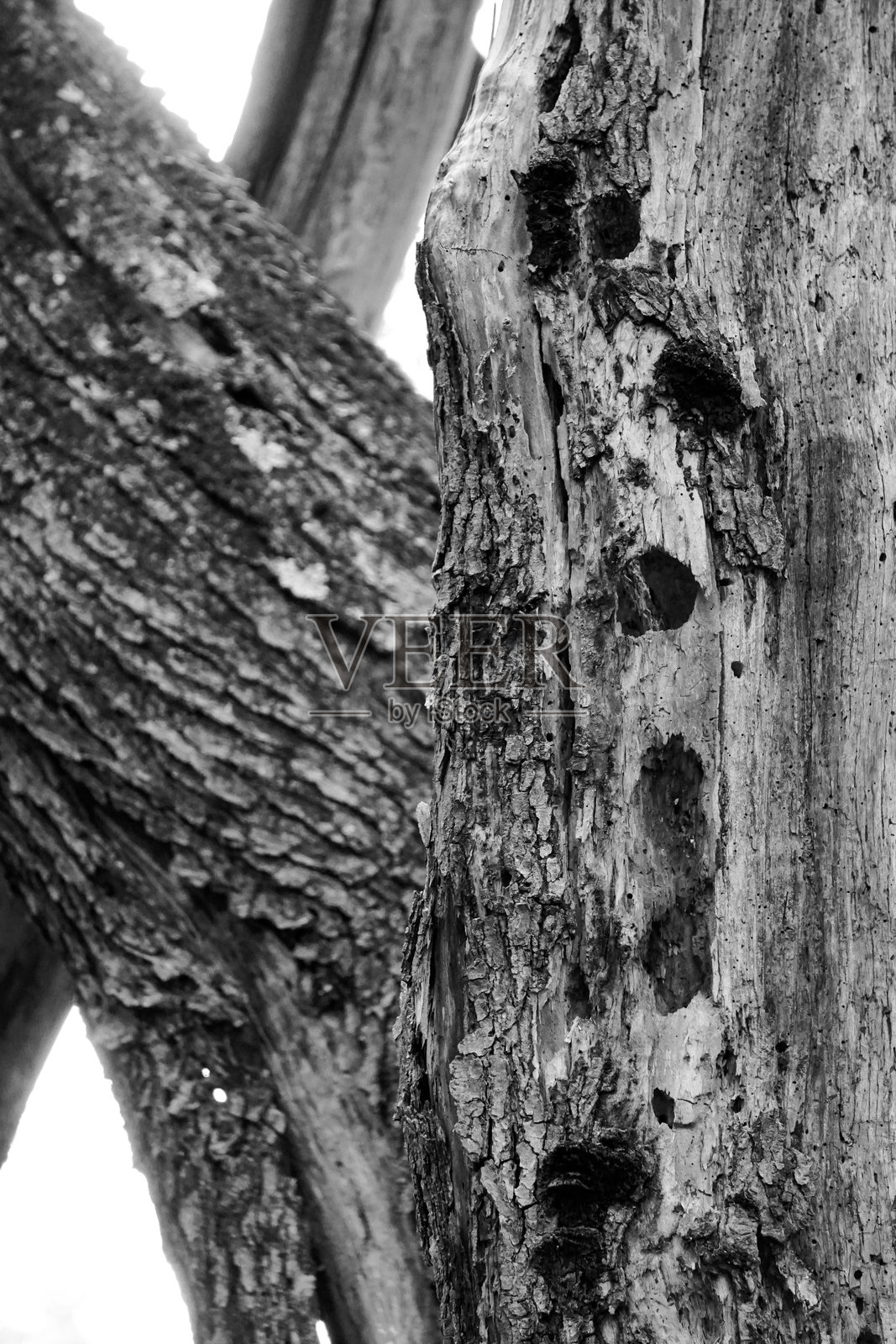 失踪的树皮照片摄影图片