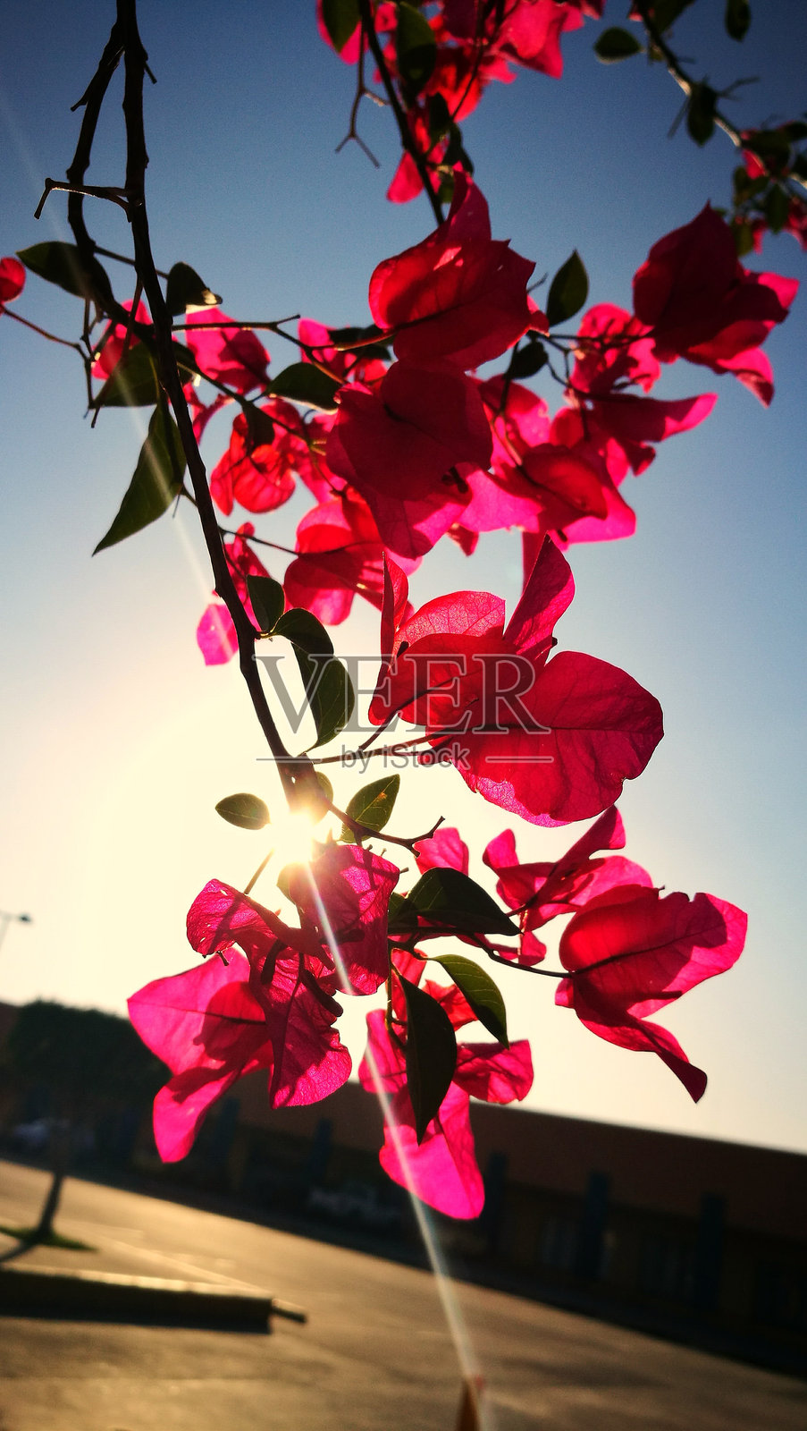 粉色花朵对着天空的低角度视图照片摄影图片