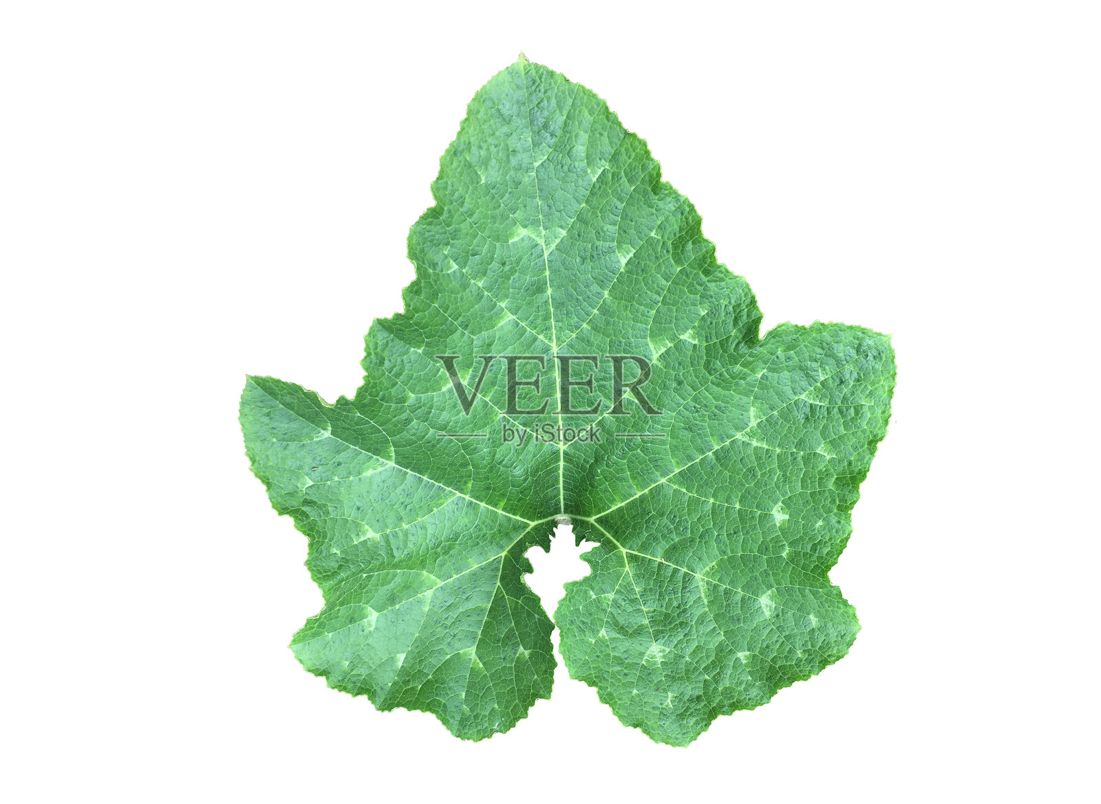 青南瓜叶照片摄影图片