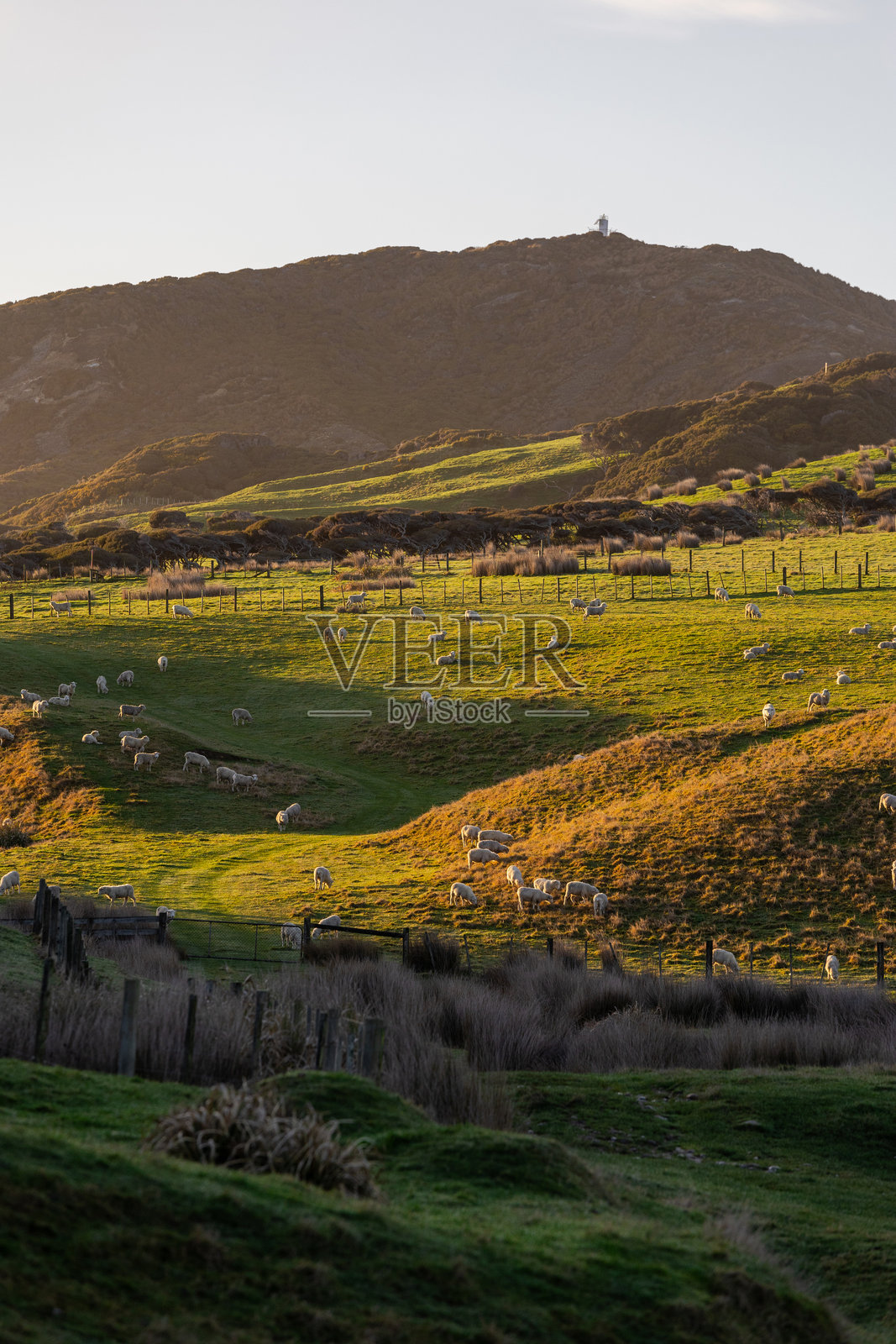 一群羊照片摄影图片