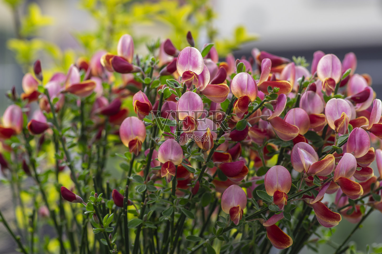 金雀花正开,观赏花,紫粉色,花色鲜艳照片摄影图片