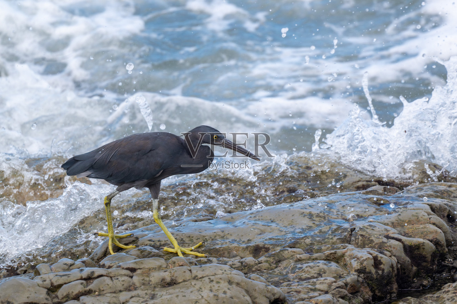 太平洋礁鹭在岩石岸边觅食照片摄影图片