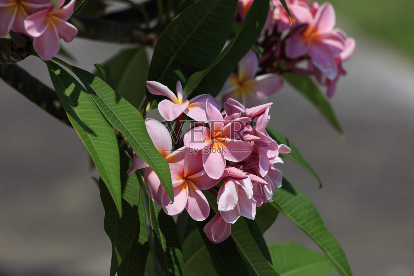 在哈特鲁玛岛的一个村庄里盛开的粉红色鸡蛋花照片摄影图片