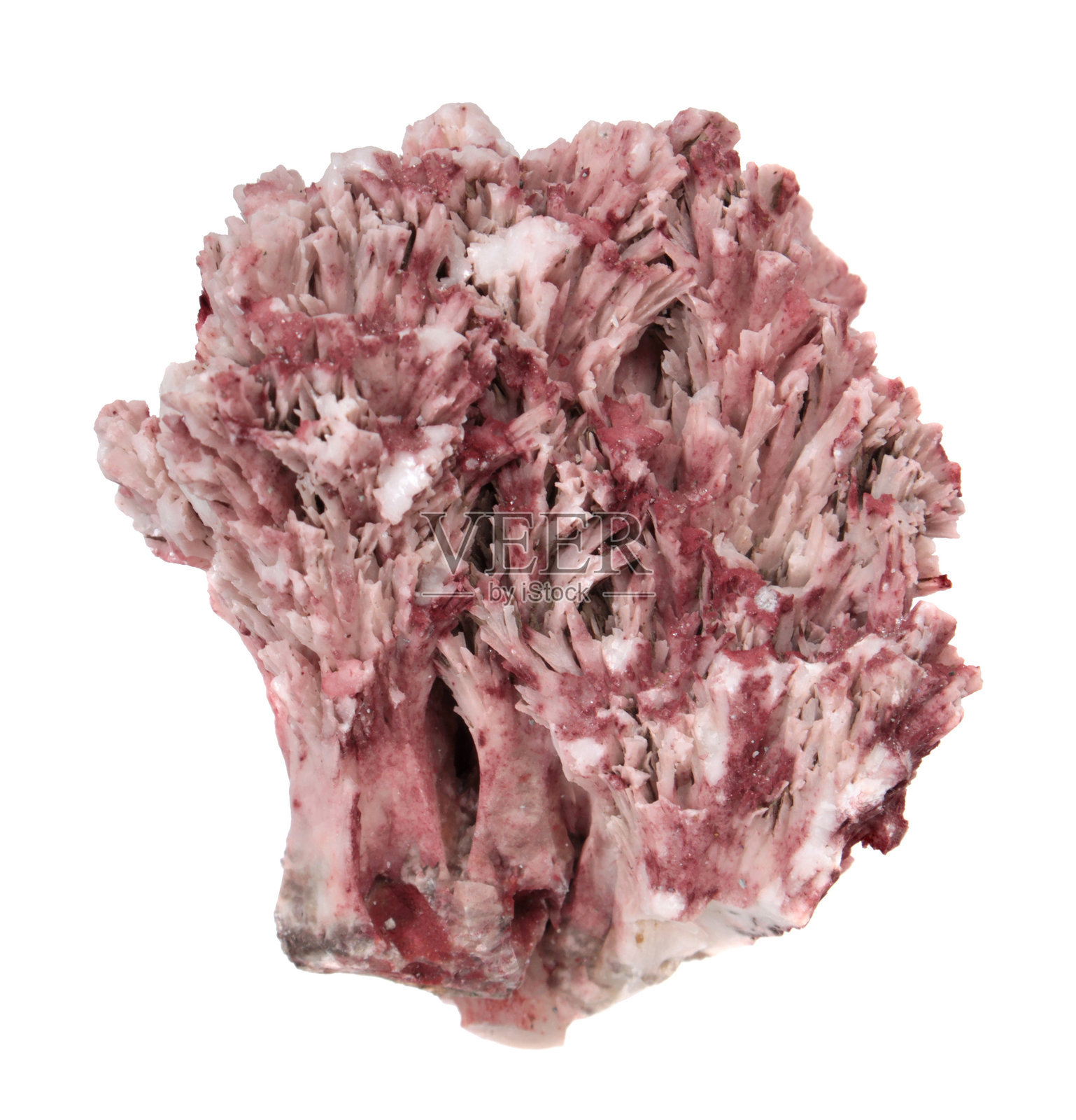 珊瑚状方解石,用俄罗斯达尔涅戈尔斯克第2 Sovetskii矿的红色赤铁矿着色。收集矿物分离在白色背景照片摄影图片