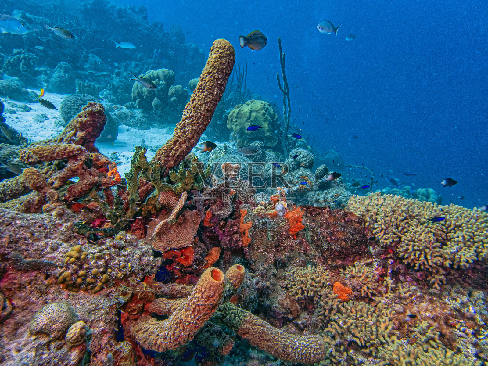 加勒比珊瑚园照片摄影图片