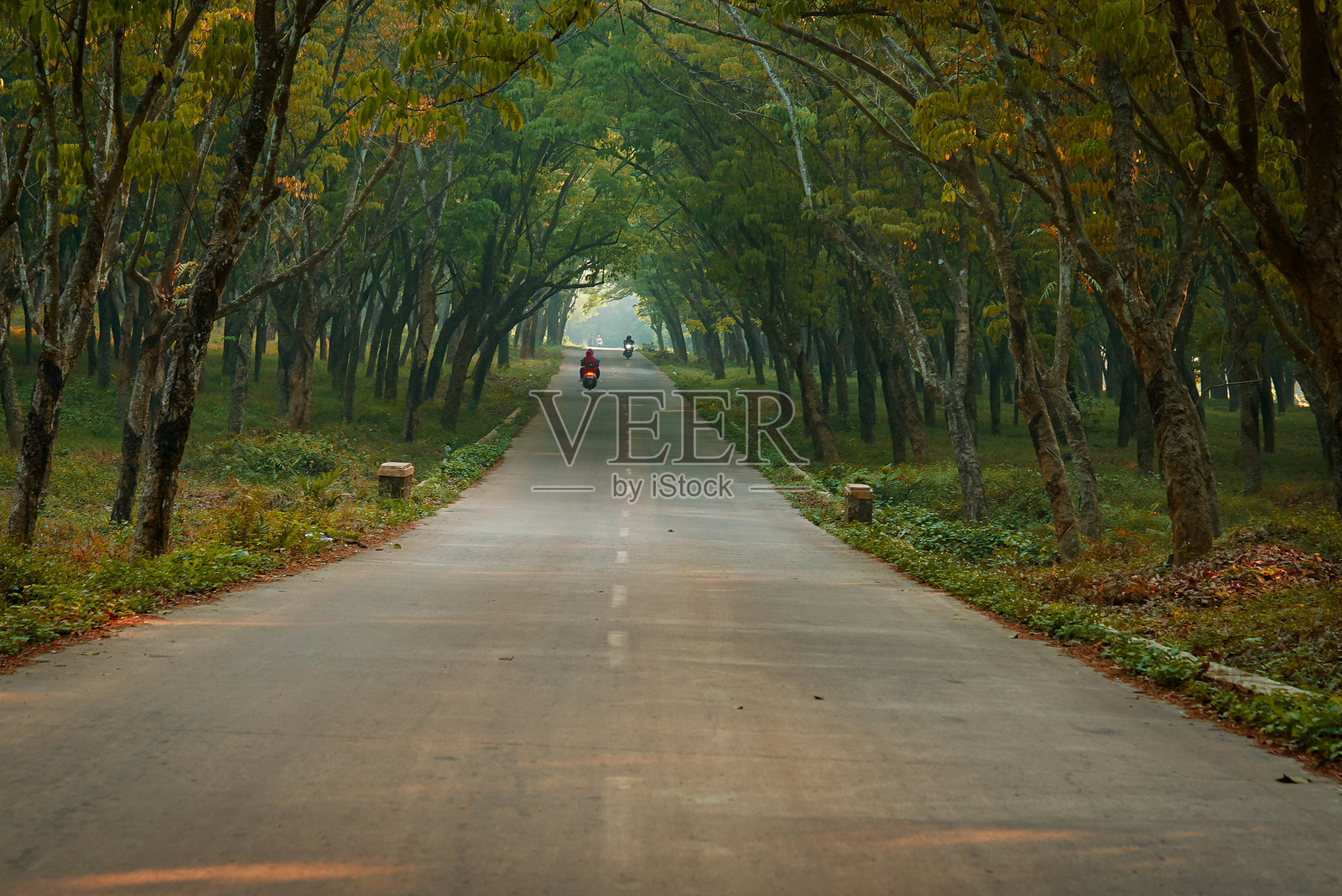 道路场景以树木和自然为背景。夏天去乡下旅行照片摄影图片