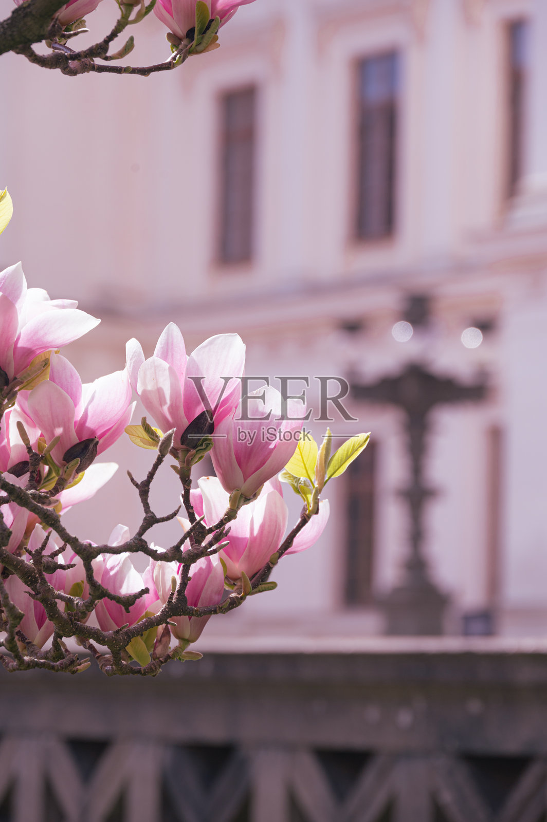 图为瑞典隆德大学大楼前盛开的玉兰树照片摄影图片