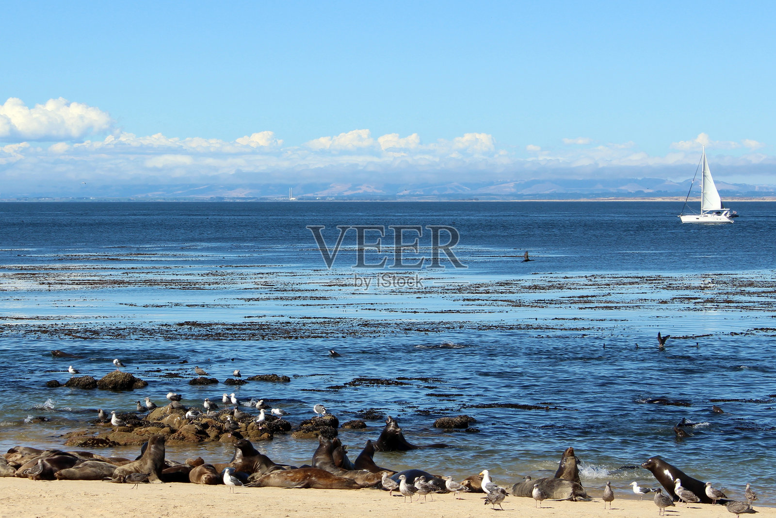 海狮照片摄影图片