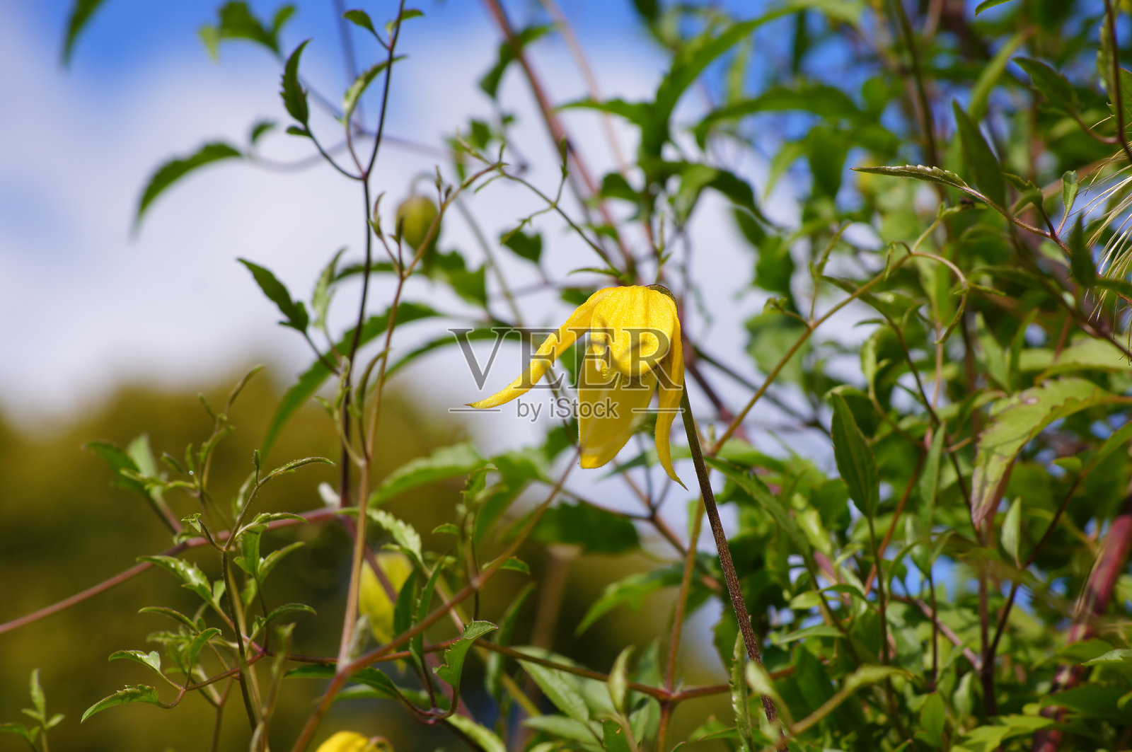 金铁线莲(铁线莲)照片摄影图片