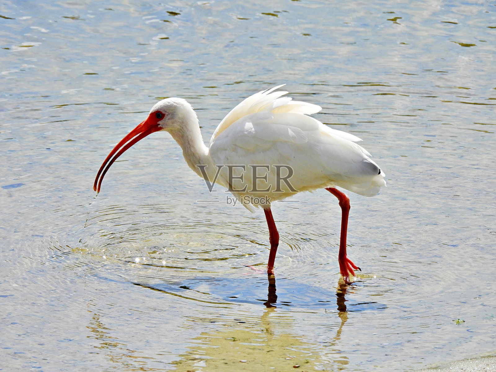 白鹮(Eudocimus albus) -在湖中饮水照片摄影图片