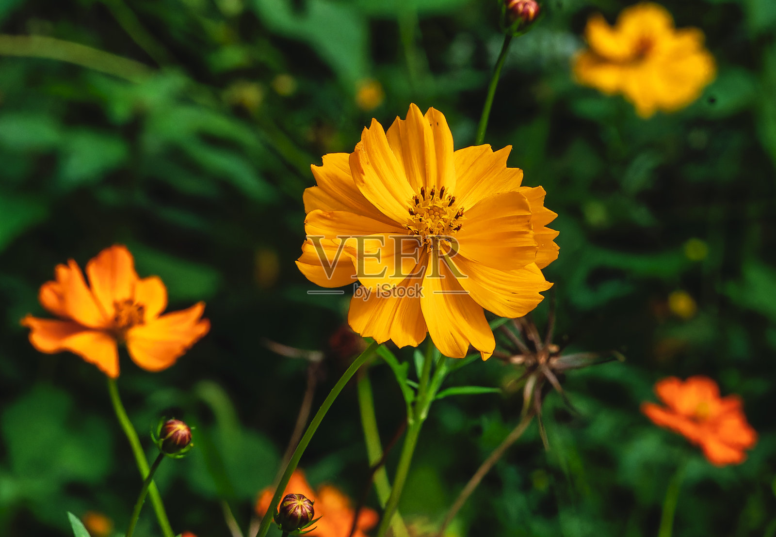 长茎的宇宙花照片摄影图片