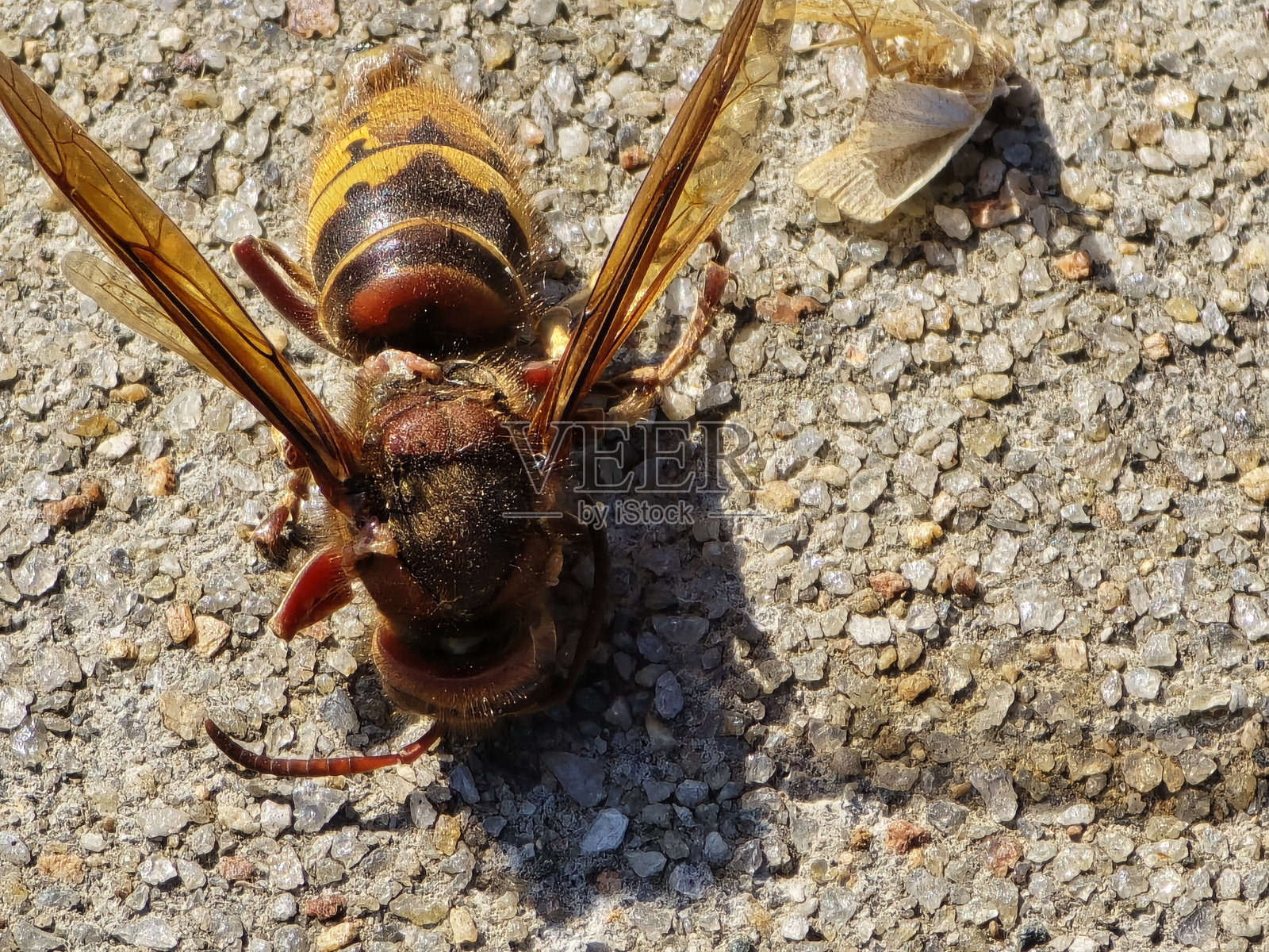 欧洲大黄蜂俯视图近距离照片摄影图片