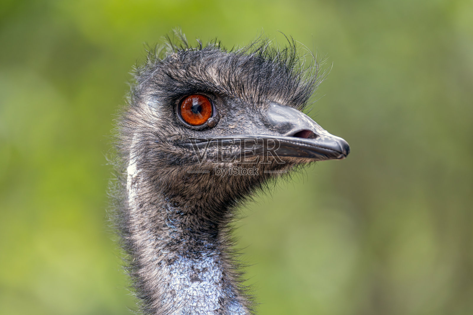 鸸鹋头部特写照片摄影图片