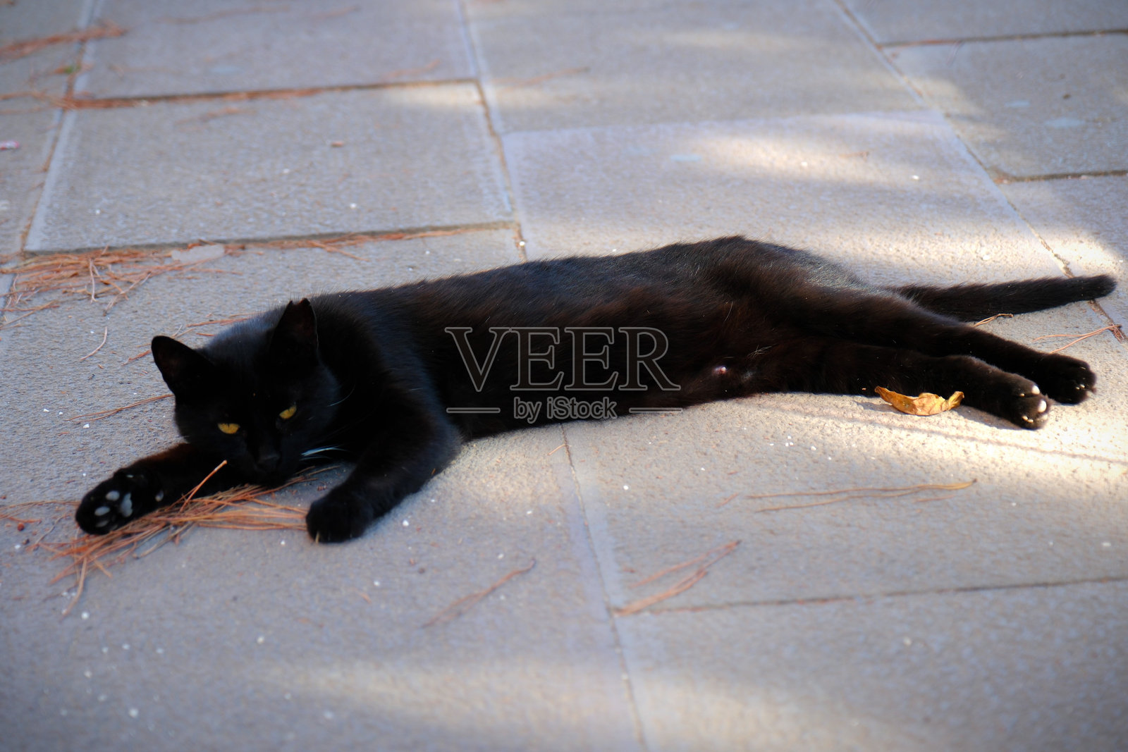 一只黑色的流浪猫躺在人行道上照片摄影图片